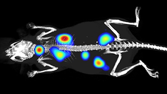 in-vivo-imaging344x194.jpg