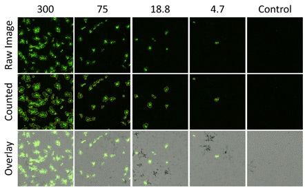 Infected fluorescent plaques 2