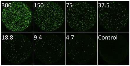 Infected fluorescent plaques