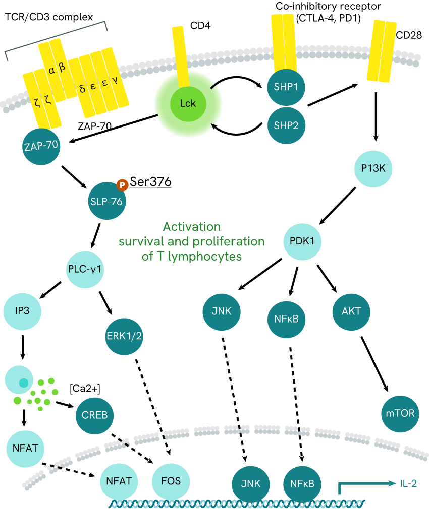 inflammation-pathway-reading-to-tackle-autoimmunity-blog-image1.png