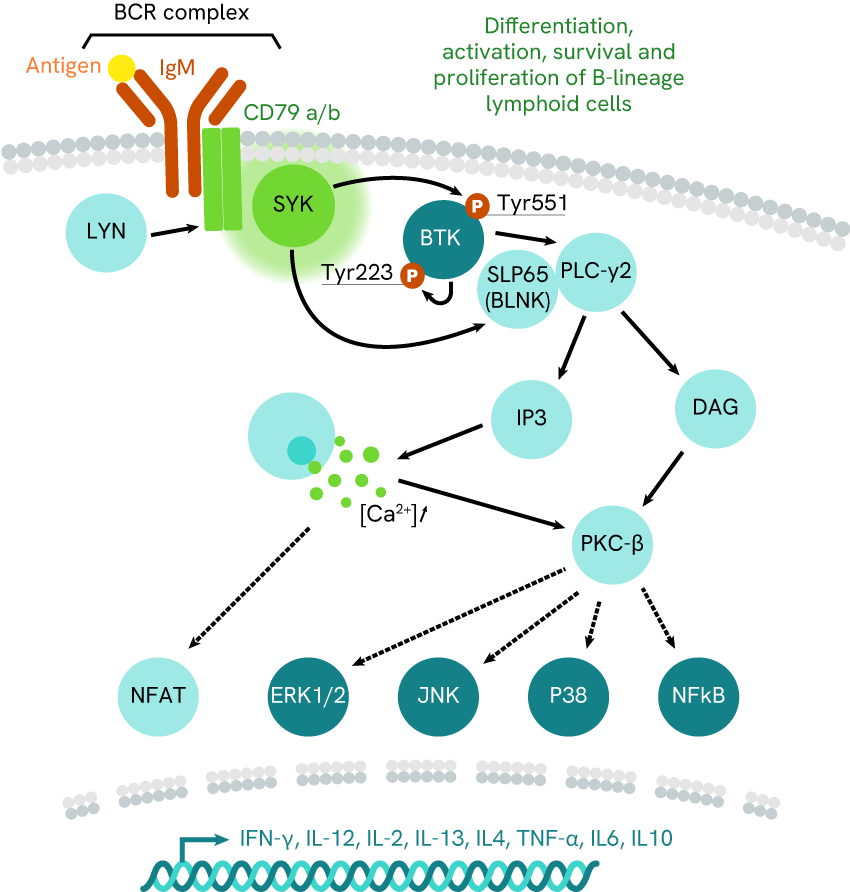 inflammation-pathway-reading-to-tackle-autoimmunity-blog-image2.png