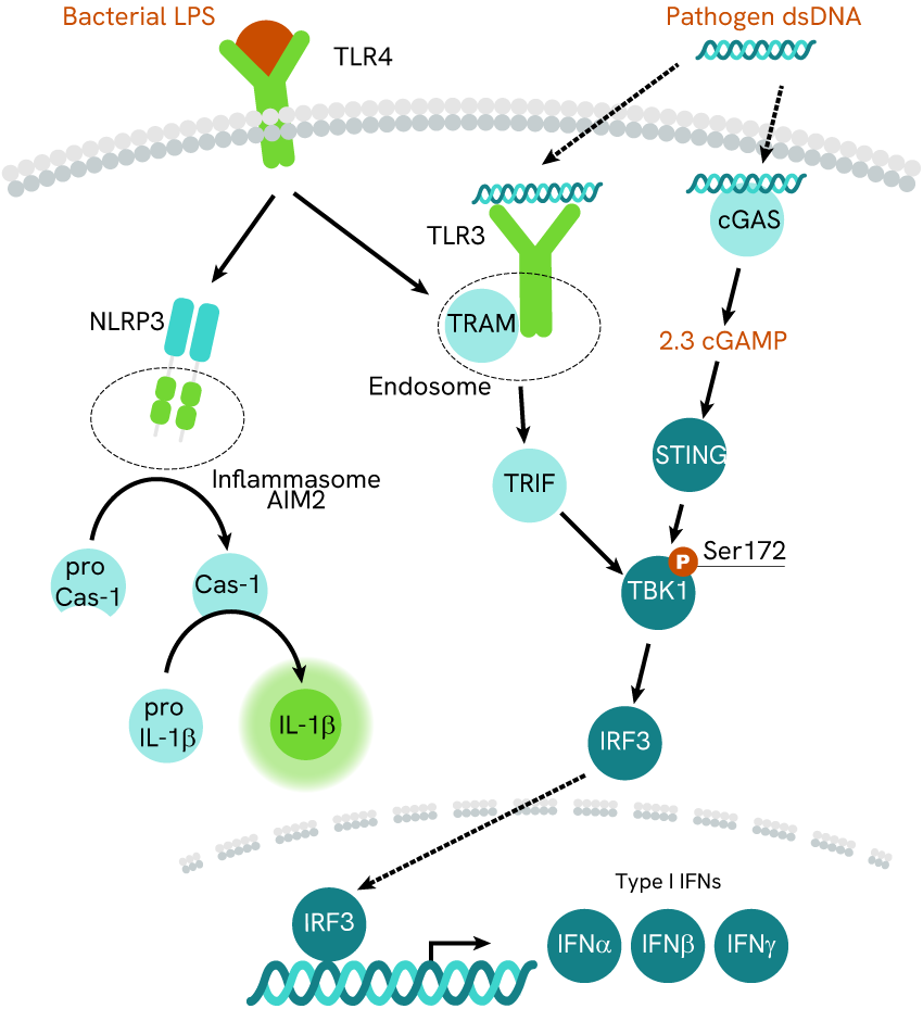 inflammation-pathway-reading-to-tackle-autoimmunity-blog-image4.png