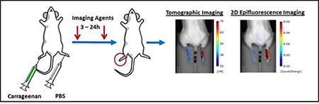 inflammationfig1