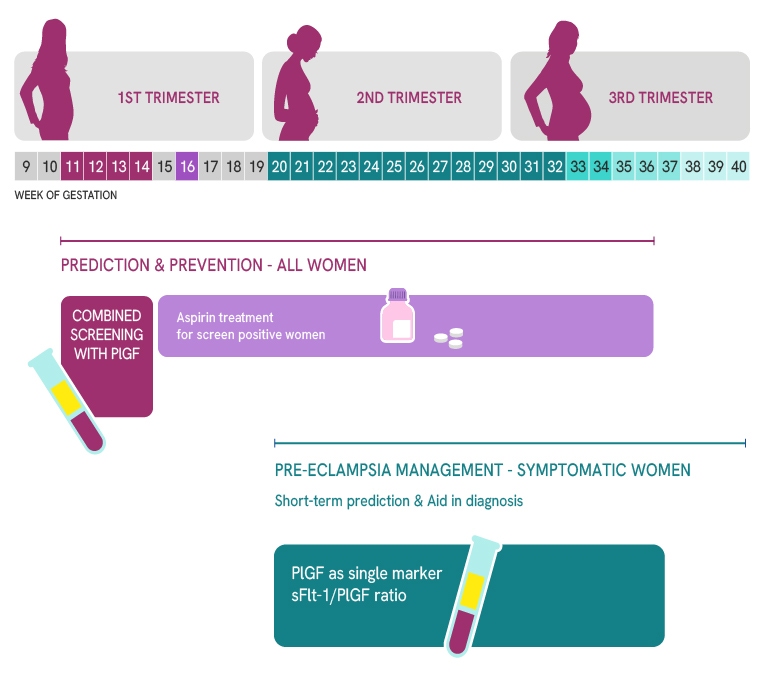 infographic-trimesters-preeclampsia-v2