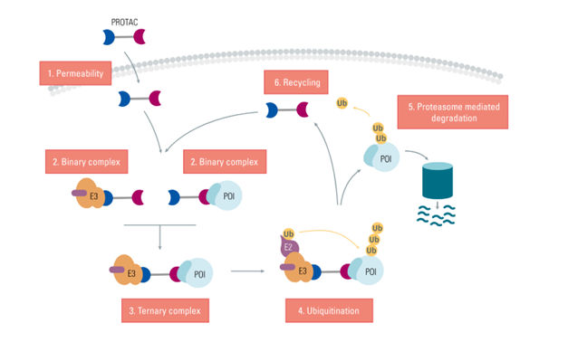 inhibit-or-destroy-why-protac_Image1