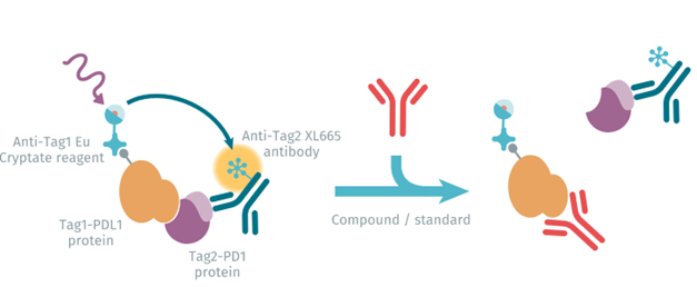 inhibit-or-destroy-why-protac_Image3