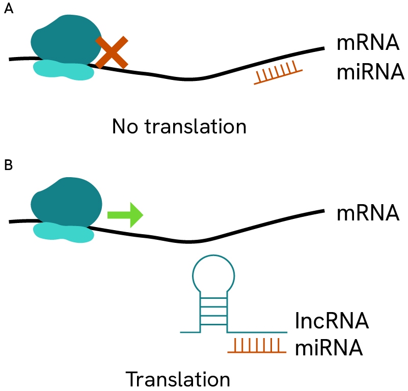 insert-img-onco-reagents-cat-non-coding-RNA