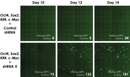 iPCS mouse embryonic fibroblast reprogramming