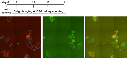 iPSC reprogramming exp 1