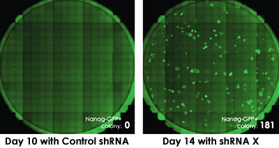 iPSC sHRNA