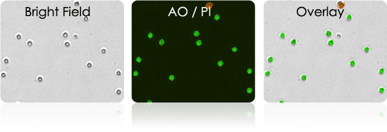 Isolated Human T-cells Stained with AOPI