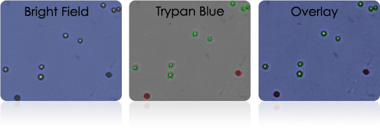 Isolated Human T-cells Stained with Trypan Blue