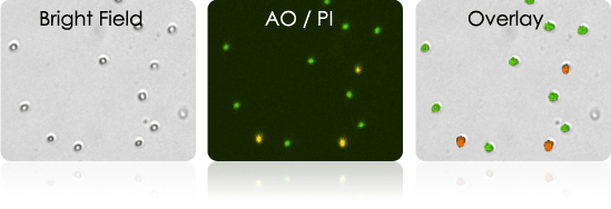 Isolated T-cells Stained with AOPI