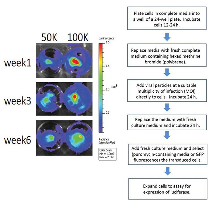 ivisbrite-lentiviral-particles-fig-1