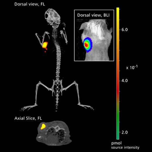 Mice with human ovarian SKOV-3 luc tumors