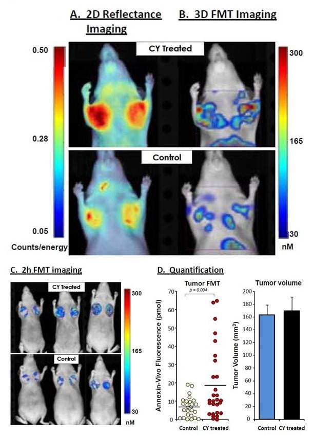 ivisense-annexin-v-fig