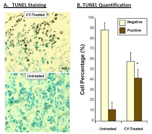 ivisense-annexin-v-fig