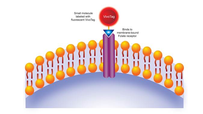 ivisense-folate-receptor-fluorescent-probe-fig1