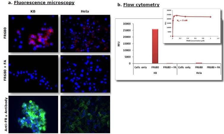 ivisense-folate-receptor-fluorescent-probe-fig6