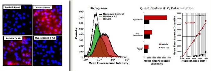 ivisense-hypoxia-ca-ix-fig7