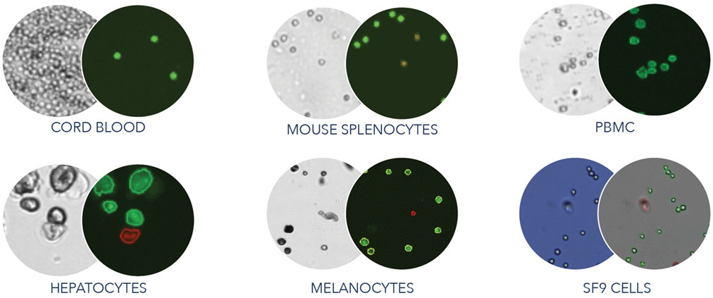 k2 cell image examples