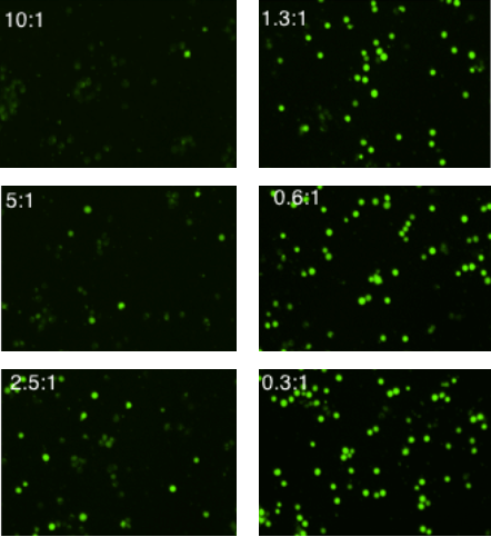 K562 cells stained with calcein AM-1