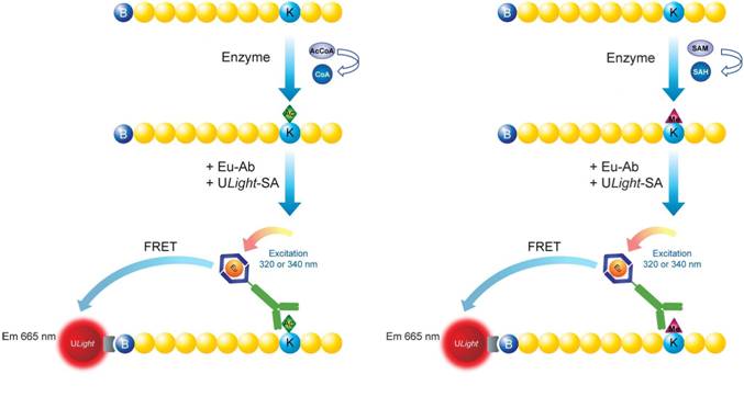 lance-epigenetic-assays