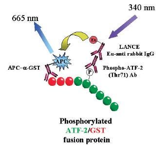 lance-indirect-4-component-kinase-assays