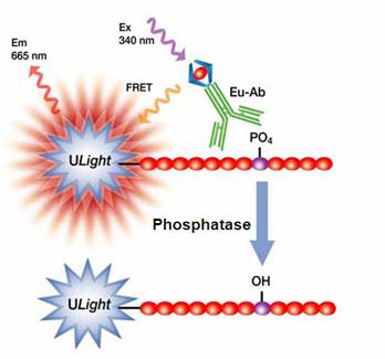 lance-phosphatase-assays