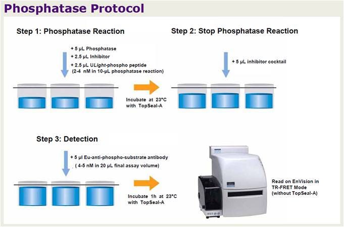 lance-phosphatase-assays