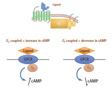 lance-ultra-camp-assays