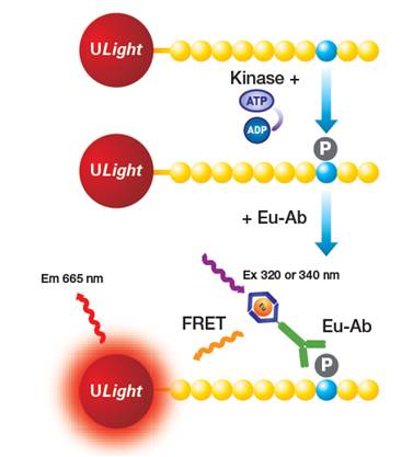 lance-ultra-kinase-assays