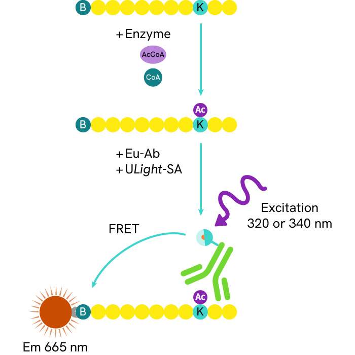 LANCE Ultra Anti-Mouse Phospho-4EBP1 (Thr37/46) Eu-Antibody