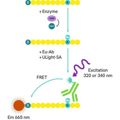 LANCE Ultra Europium-anti-methyl-Histone