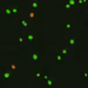 Live dead yeast cells distinguishable by color