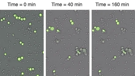 Live tumor cells at multiple time points