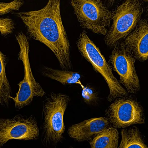 U2OS stained with PhenoVue Fluor 555 Live Cell Tubulin Stain and PhenoVue Hoechst 33342