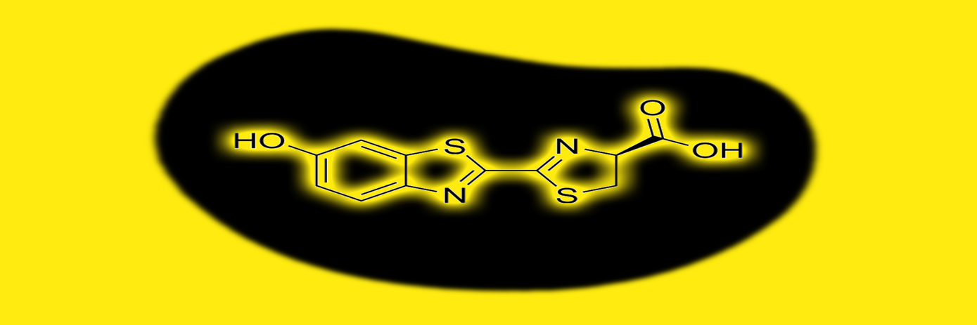 luciferin reaction with luciferase