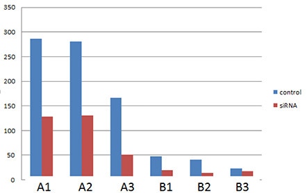 MDA MB 468 cell following siRNA knockdown