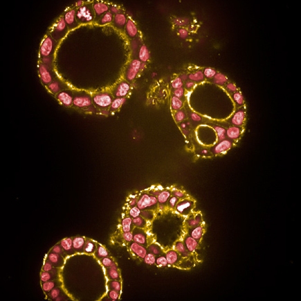 mdck cysts phenoplate ula coated