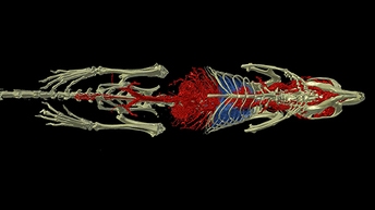 micro-ct-512x288.jpg