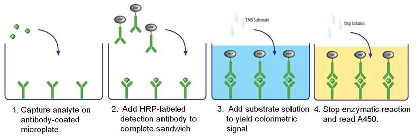 microplates-for-absorbance-and-colorimetric-assays-fig1