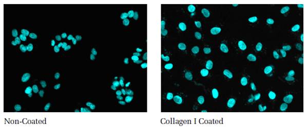 microplates-for-high-content-analysis-and-high-content-screening-assays-fig2