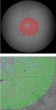 Migration of labeled hepg2 cell using platypus 71h