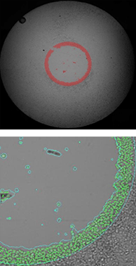 Migration of labeled hepg2 cells using platypus 0h