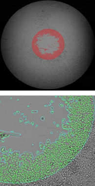 Migration of labeled hepg2 cells using platypus 24h