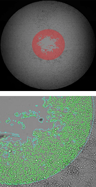 Migration of labeled hepg2 cells using platypus 43h