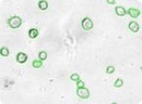 Transfected Mouse Embryonic Feeder Cells