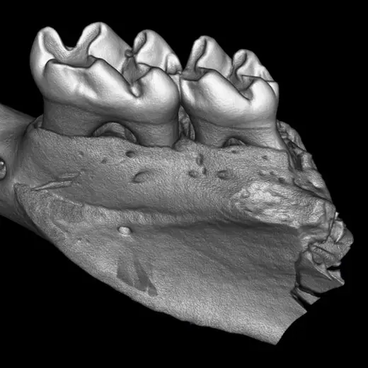 Mouse jaw image on the Quantum GX3 microCT system