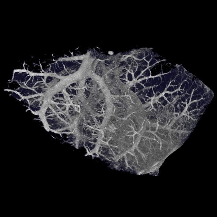 Mouse lung imaged using Quantum GX2 microCT system